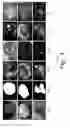 Fig. 02 - Geodesic saliency using background priors
