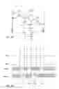 Fig. 03 - Pixel circuits for AMOLED displays
