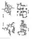 Fig. 07 - Self-assembled peptide nucleic acids