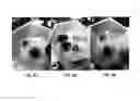 Fig. 09 - Porous silicon oxide (SiO) anode enabled by a conductive polymer binder and performance enhancement by stabilized lithium metal power (SLMP)