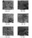 Fig. 11 - Porous silicon oxide (SiO) anode enabled by a conductive polymer binder and performance enhancement by stabilized lithium metal power (SLMP)