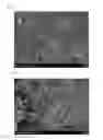 Fig. 06 - Solid oxide fuel cell and method for manufacturing same
