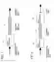 Fig. 06 - Multi-mode fiber amplifier