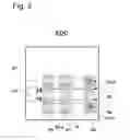 Fig. 04 - Optical transmitter or transmission unit in optical transmitter/receiver provided on opto-electric hybrid board
