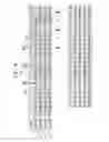 Fig. 05 - Stator winding pattern for hairpin drive motor
