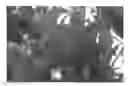 Fig. 01 - Peach tree named 'Crisponda '
