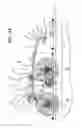 Fig. 03 - Bike-attached dog tether