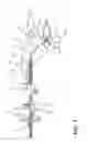 Fig. 05 - Bike-attached dog tether