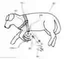 Fig. 01 - Animal Caloric Output Tracking Methods