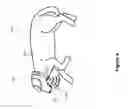 Fig. 05 - Animal Caloric Output Tracking Methods