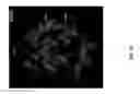 Fig. 42 - Genetically modified cells, tissues, and organs for treating disease
