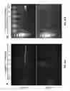 Fig. 62 - Genetically modified cells, tissues, and organs for treating disease