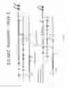 Fig. 12 - Animal models and therapeutic molecules