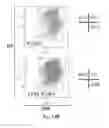 Fig. 70 - Animal models and therapeutic molecules