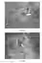 Fig. 11 - NATURAL BIOHERBICIDES AND RELATED MATERIALS AND METHODS