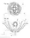 Fig. 12 - PRESERVED FLOWER ARRANGEMENT AND METHOD FOR PRODUCING THE SAME