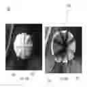 Fig. 24 - Helmet padding system