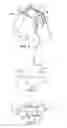 Fig. 05 - Garment hanger with reusable lower neck sizer