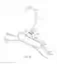 Fig. 17 - Garment hanger with reusable lower neck sizer