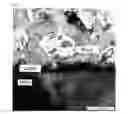 Fig. 04 - Osteoconductive coating of implants made of plastic