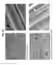 Fig. 16 - Decreasing bacterial responses on nano-modified titanium