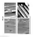 Fig. 23 - Decreasing bacterial responses on nano-modified titanium