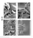 Fig. 30 - Decreasing bacterial responses on nano-modified titanium