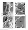 Fig. 33 - Decreasing bacterial responses on nano-modified titanium
