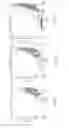 Fig. 06 - SiRNA phospholipid conjugate