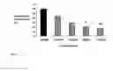 Fig. 12 - COMPOSITIONS AND METHODS FOR TREATMENT AND PREVENTION OF HYPERURICEMIA RELATED HEALTH CONSEQUENCES