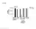 Fig. 04 - Combination methods for treating cancers