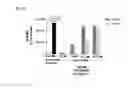 Fig. 07 - Combination methods for treating cancers