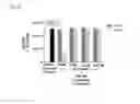 Fig. 13 - Combination methods for treating cancers