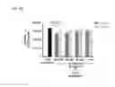 Fig. 25 - Combination methods for treating cancers
