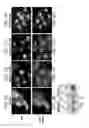 Fig. 03 - PROTEASOME INHIBITORS AND USES THEREOF