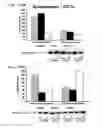 Fig. 22 - Method for treating a degenerative disease of the nervous system using 3-methoxy-pregnenolone or derivatives thereof