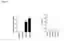 Fig. 10 - METHODS OF TREATING CANCER WITH HIGH POTENCY LIPID-BASED PLATINUM COMPOUND FORMULATIONS ADMINISTERED INTRAPERITONEALLY