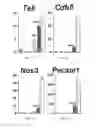 Fig. 04 - Compositions of ascorbic acid and bone morphogenetic protein 4 (BMP-4) for cell growth and uses related thereo