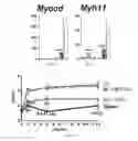 Fig. 05 - Compositions of ascorbic acid and bone morphogenetic protein 4 (BMP-4) for cell growth and uses related thereo