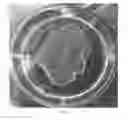 Fig. 08 - Compositions of ascorbic acid and bone morphogenetic protein 4 (BMP-4) for cell growth and uses related thereo