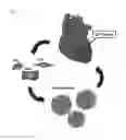 Fig. 02 - MACROMOLECULAR CLUSTERS OF CARDIAC STEM CELLS AND METHODS FOR MAKING AND USING THEM