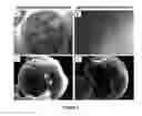 Fig. 04 - Encapsulated cells for hormone replacement therapy