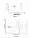 Fig. 03 - Murill extracts, methods for inhibiting legumain using the same, and methods for treating tumors using the same