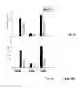 Fig. 08 - Murill extracts, methods for inhibiting legumain using the same, and methods for treating tumors using the same