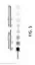 Fig. 06 - METHODS OF TREATING A CANCER THROUGH TARGETED DISRUPTION OF ALPHA CONNEXIN 43-ZONULA OCCLUDENS-1 (ZO-1) INTERACTION