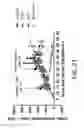 Fig. 22 - METHODS OF TREATING A CANCER THROUGH TARGETED DISRUPTION OF ALPHA CONNEXIN 43-ZONULA OCCLUDENS-1 (ZO-1) INTERACTION