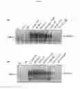 Fig. 05 - Protection against apoptosis from ionizing radiation