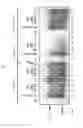 Fig. 08 - Protection against apoptosis from ionizing radiation