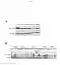Fig. 11 - Protection against apoptosis from ionizing radiation