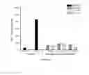 Fig. 09 - COLLAGEN-TARGETED NANOPARTICLES